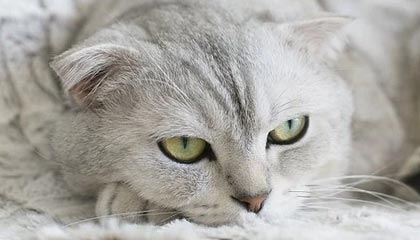 九游娱乐官网-法甲焦点战，精彩配合和精彩进球展示球队实力，法甲集锦